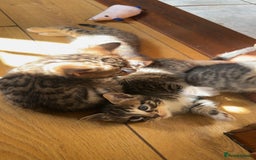 Bengal cats for sale: Half bengal kittens looking for their forever home - Image 2