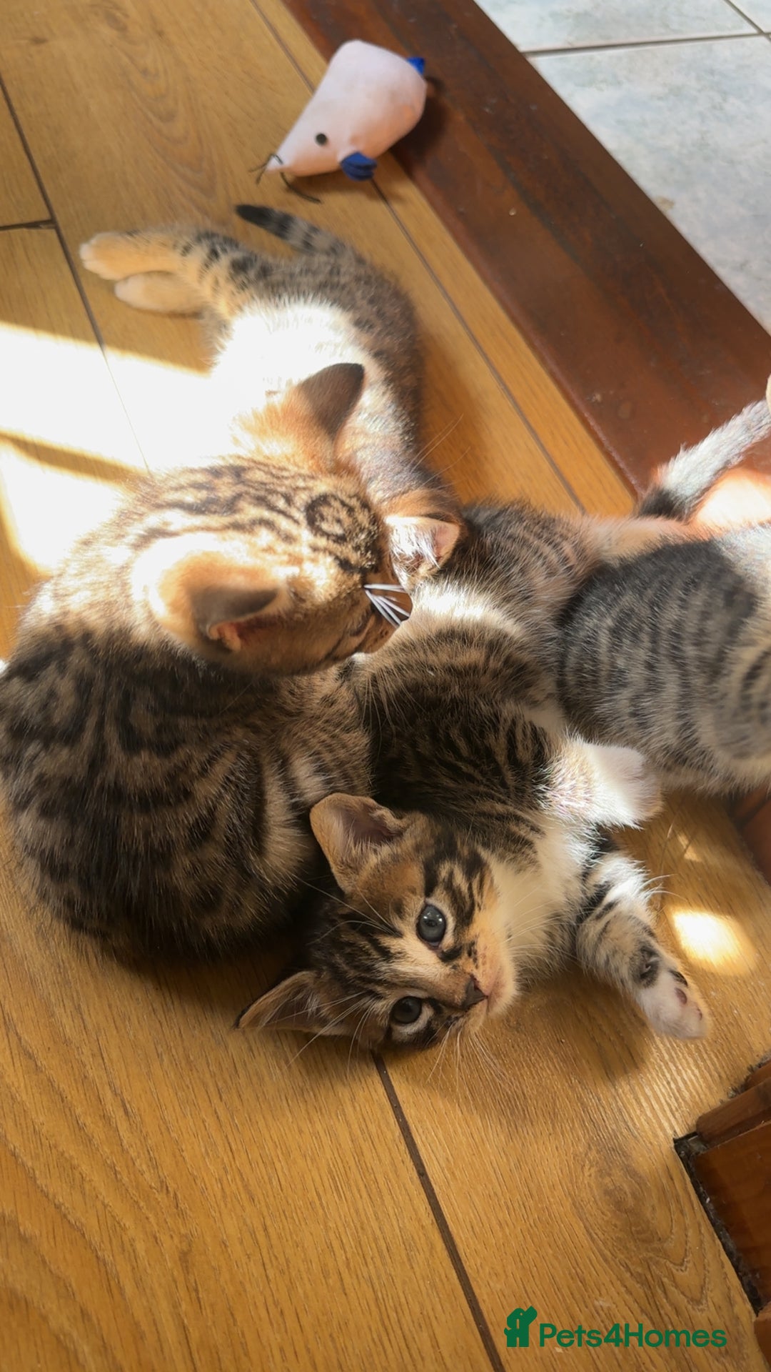 Bengal cats for sale: Half bengal kittens looking for their forever home - Image 2