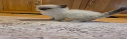Ragdoll cats for sale: Seal mitted ragdoll kittens ready 26/9 - Advert 16