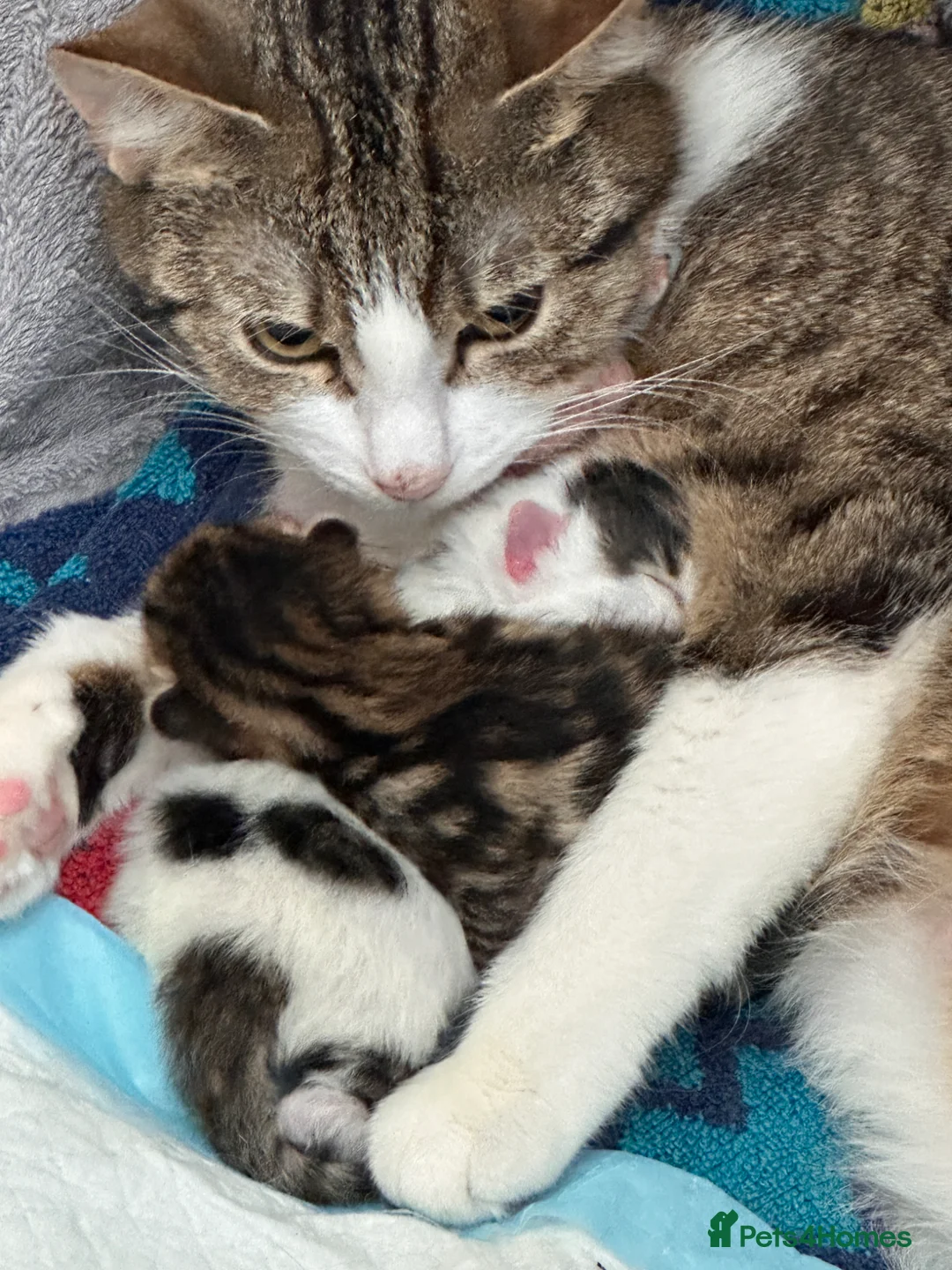 American Wirehair cats for sale: American Wirehair  in London - Advert 2