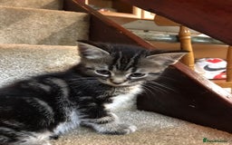 Ragdoll cats for sale:  ragdoll x Selkirk rex kittens  - Image 3