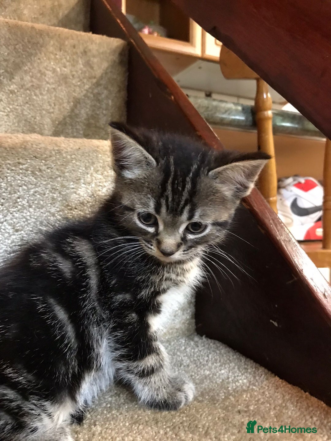 Ragdoll cats for sale:  ragdoll x Selkirk rex kittens  - Image 3