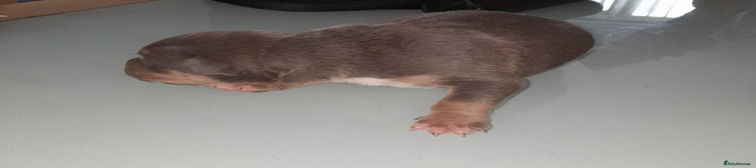 Staffordshire Bull Terrier Puppy 7