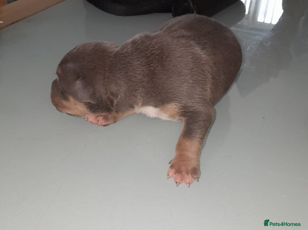 Staffordshire Bull Terrier dogs for sale: Blue tri Staffordshire bull terrier pups for sale  - Image 7