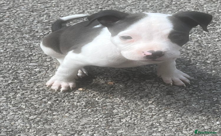 Mixed Breed dogs - Advert 1