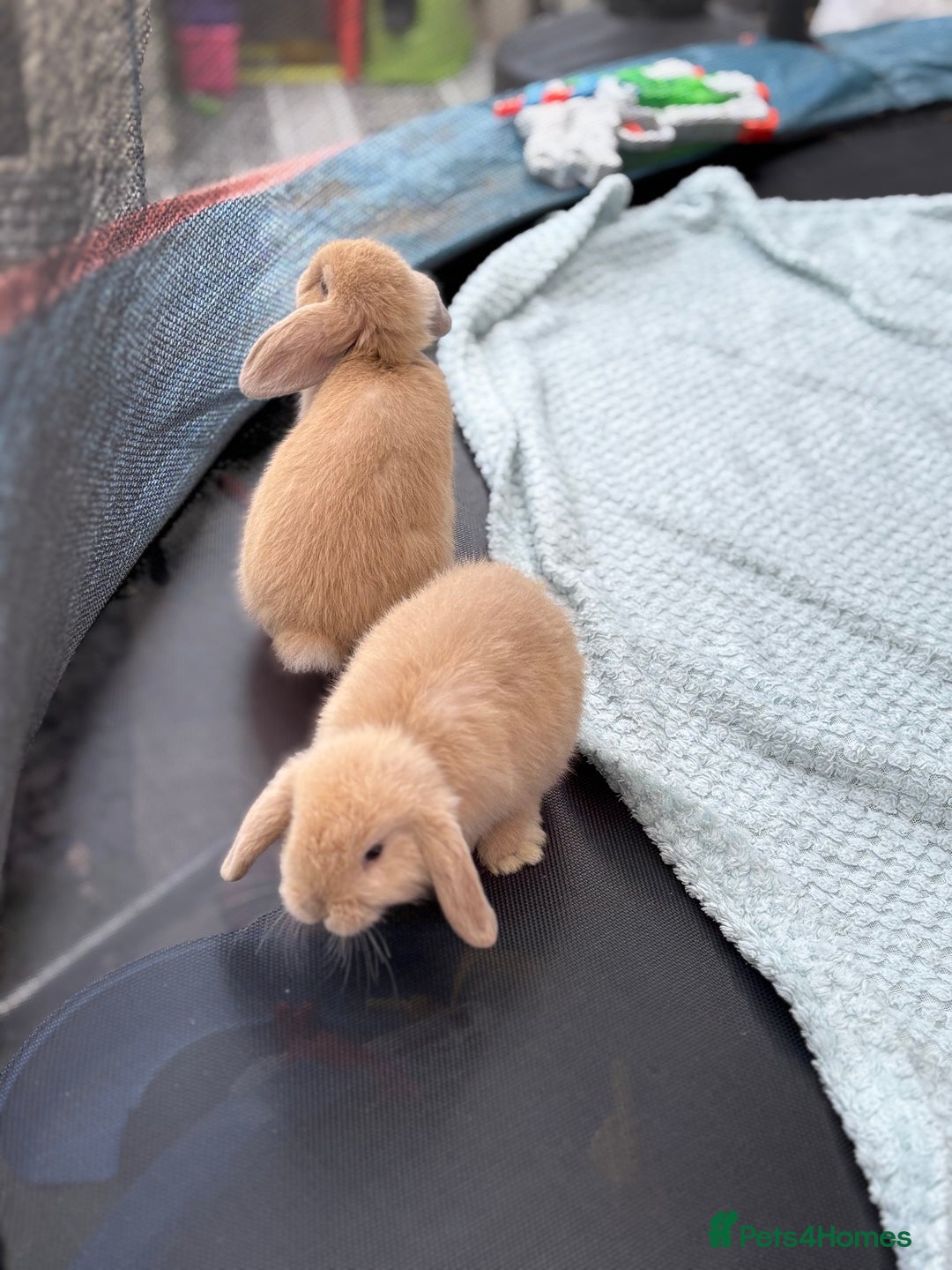 Mini Lop rabbits for sale: Pure breed Mini Lop bunnies  - Image 5