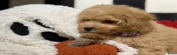 Poochon dogs for sale: Stunning litter of poochons ready now - Advert 4