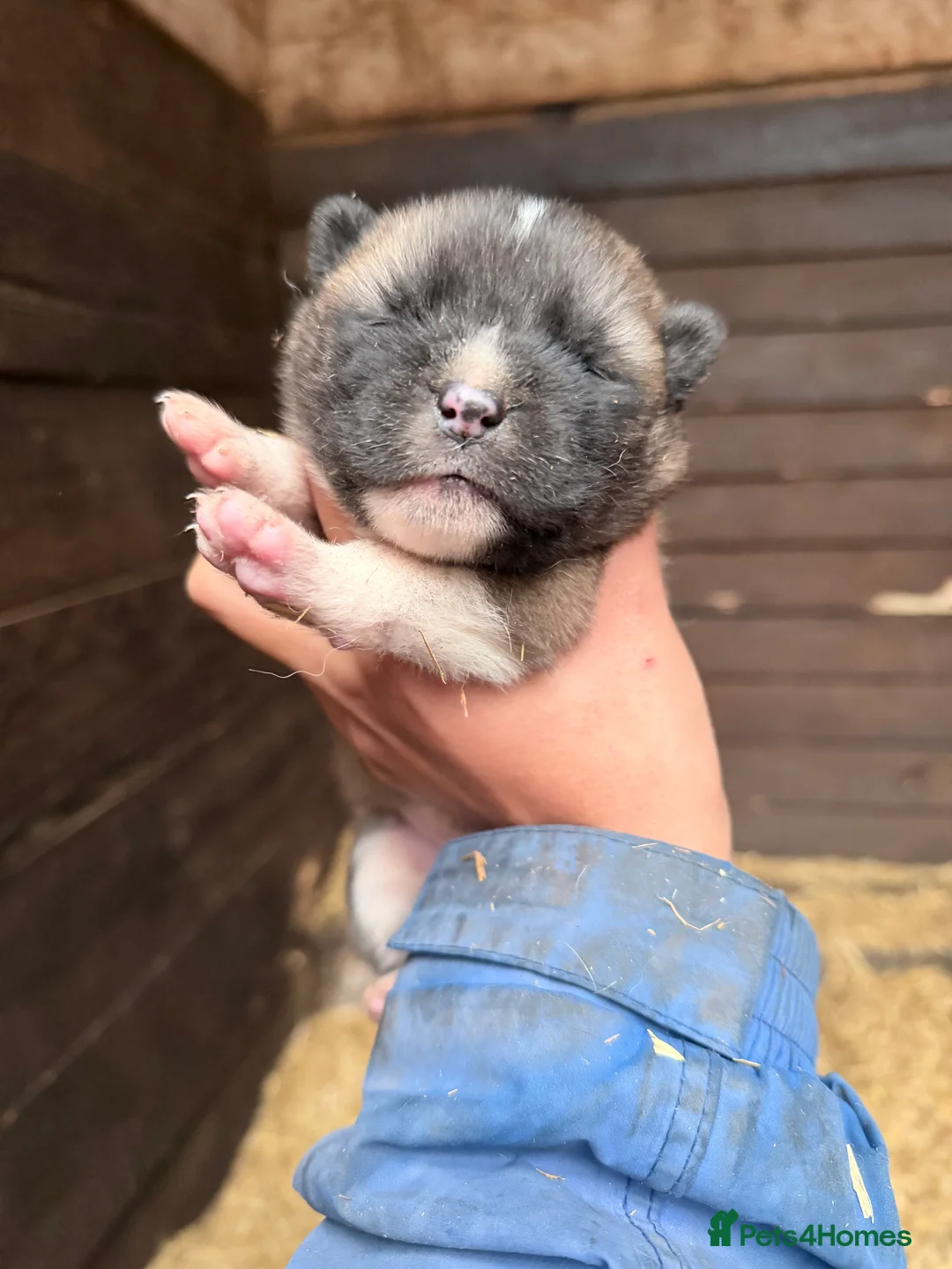 Akita dogs for sale: 4 beautiful American Akita puppies  - Advert 5