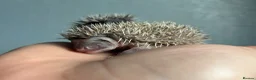 Pygmy Hedgehog rodents for sale: Beautiful Pygmy hedgehogs for sale!  - Advert 11