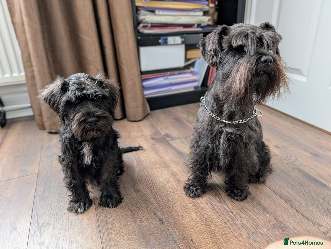 Miniature Schnauzer dogs for sale: Lovely KC Mini Schnauzer 4 months Fully Vaccinated - Image 22