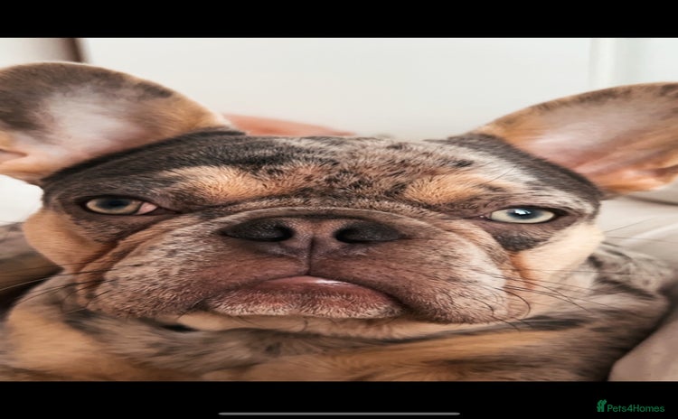 French Bulldog dogs - Advert 3