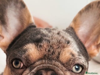 French Bulldog dogs - Advert 11