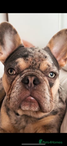 French Bulldog dogs - Advert 17