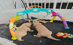 Goldendoodle dogs for sale: F1 Goldendoodle - Image 16