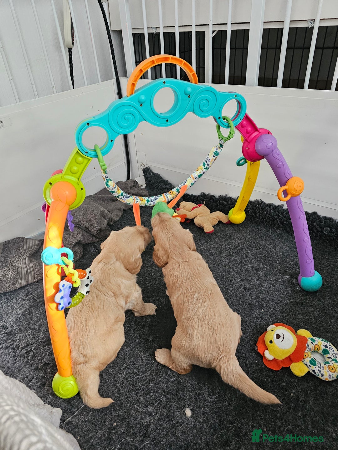 Goldendoodle dogs for sale: F1 Goldendoodle - Image 16