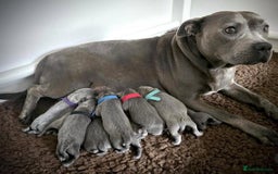 Staffordshire Bull Terrier dogs for sale: Purebred Staffordshire bull terrier puppies - Image 13