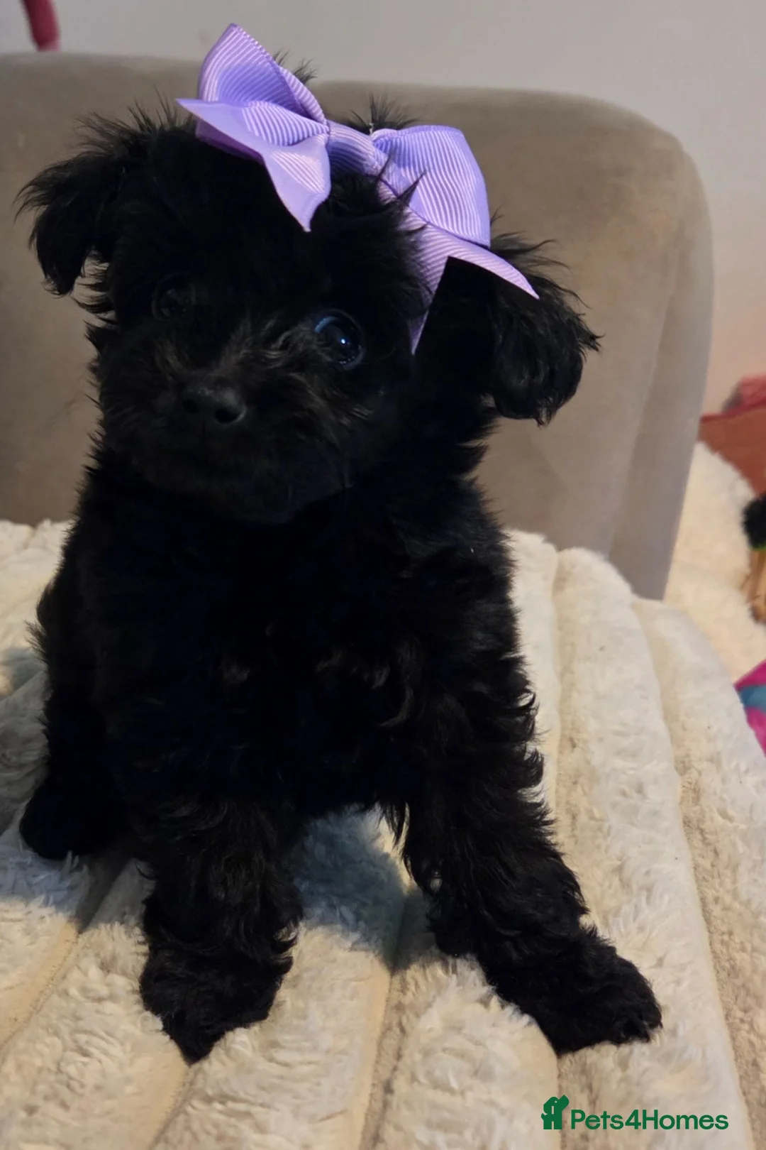 Pomapoo dogs for sale: Beautiful pomapoos - Advert 31