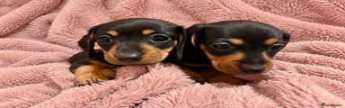 Black & Tan Shorthaired Male (2)