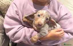 Miniature Dachshund dogs for sale: Beautiful smoothed haired miniature Dachshunds - Advert 23