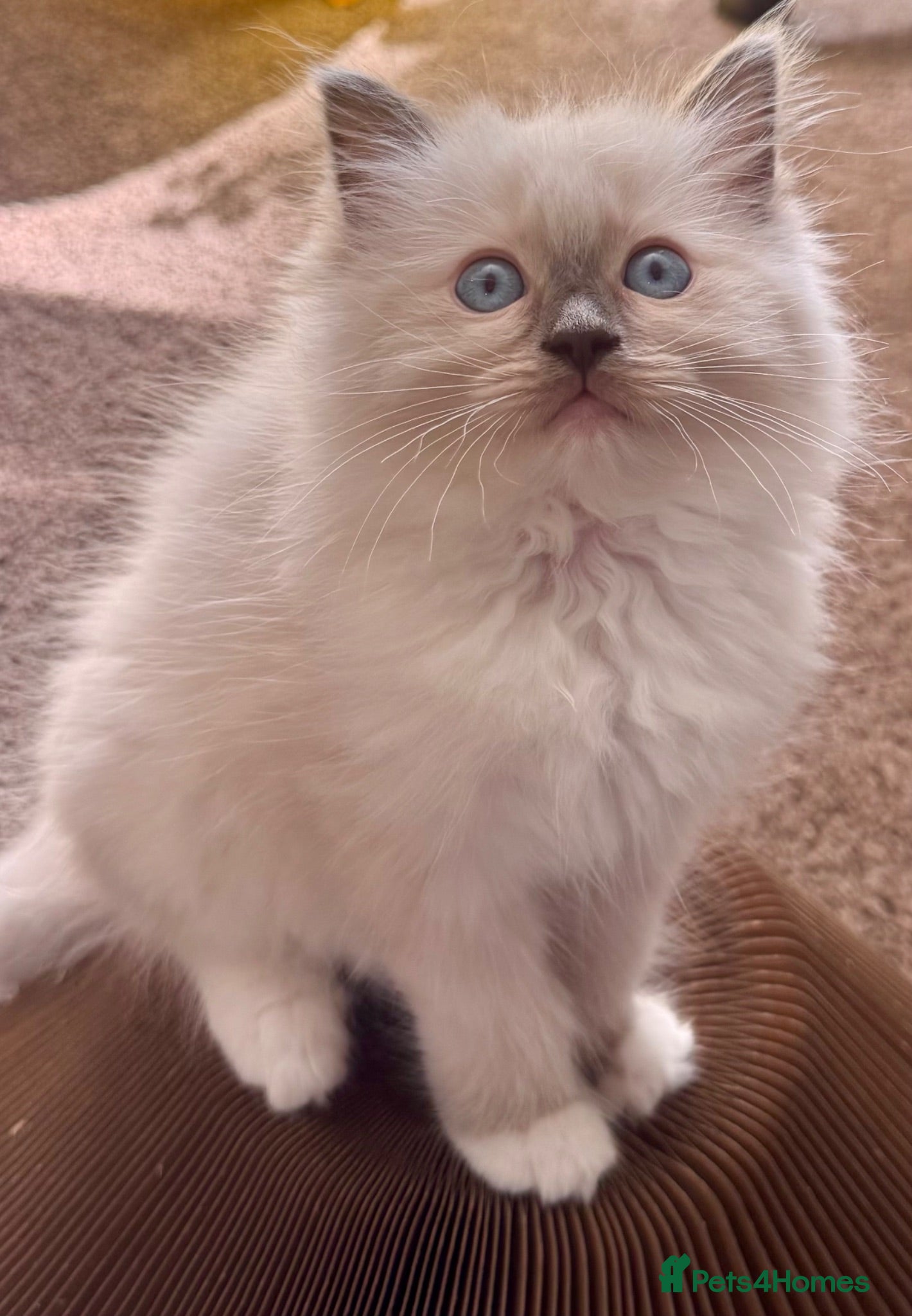 Ragdoll cats Beautiful Pedigree Ragdoll Kittens  - Advert 7