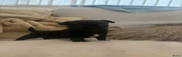 Chihuahua dogs for sale: 3 beautiful chihuahua puppies  - Advert 37