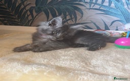 Maine Coon cats for sale: Stunning Maincoon kittens - Image 25
