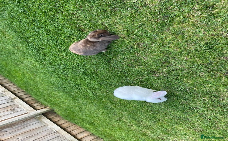 Cashmere Lop rabbits - Advert 1