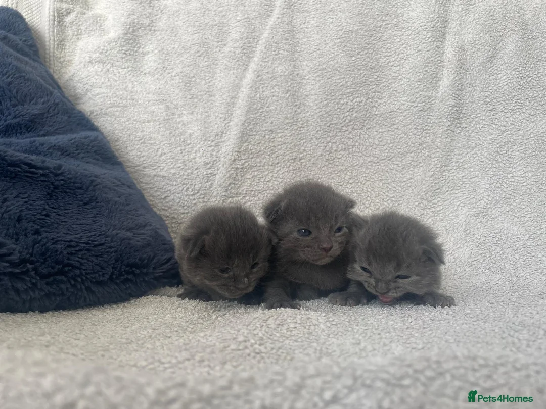 British Shorthair cats for sale: Grey British short haired x bengal kittens - Advert 2
