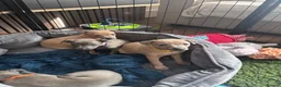 Italian Greyhound dogs for sale: 🐾 KC Registered Italian Greyhound Puppies 🐾 - Advert 12