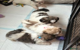 Shih Tzu dogs for sale: 4 Shih tzu girls  - Image 1