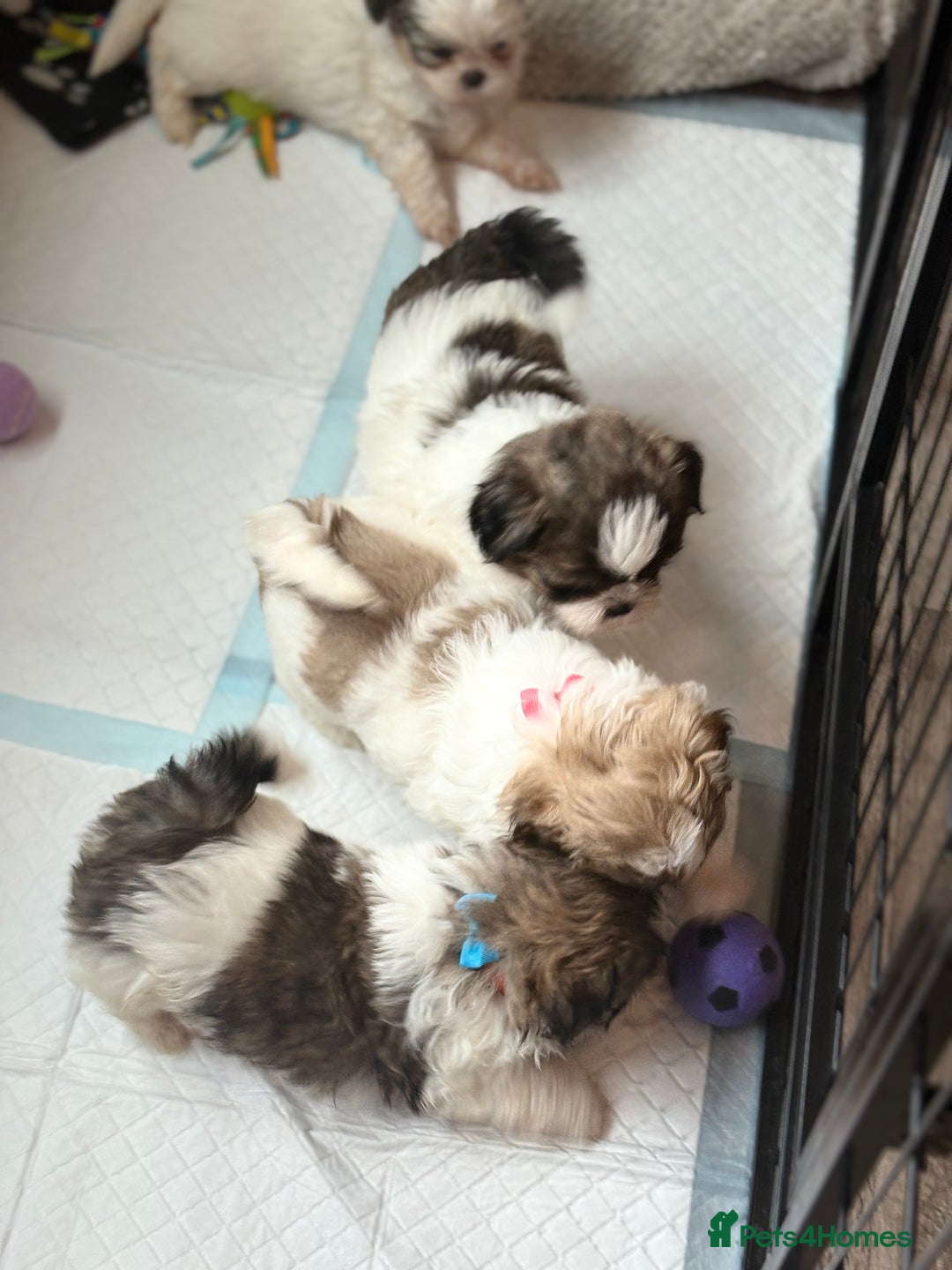 Shih Tzu dogs for sale: 4 Shih tzu girls  - Image 1