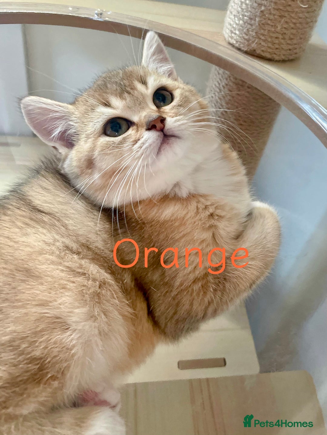 British Shorthair cats for sale: Golden BSH  - Image 4
