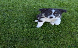 Border Collie dogs for sale: 5 Beautiful Working Border Collie Pups - Image 17