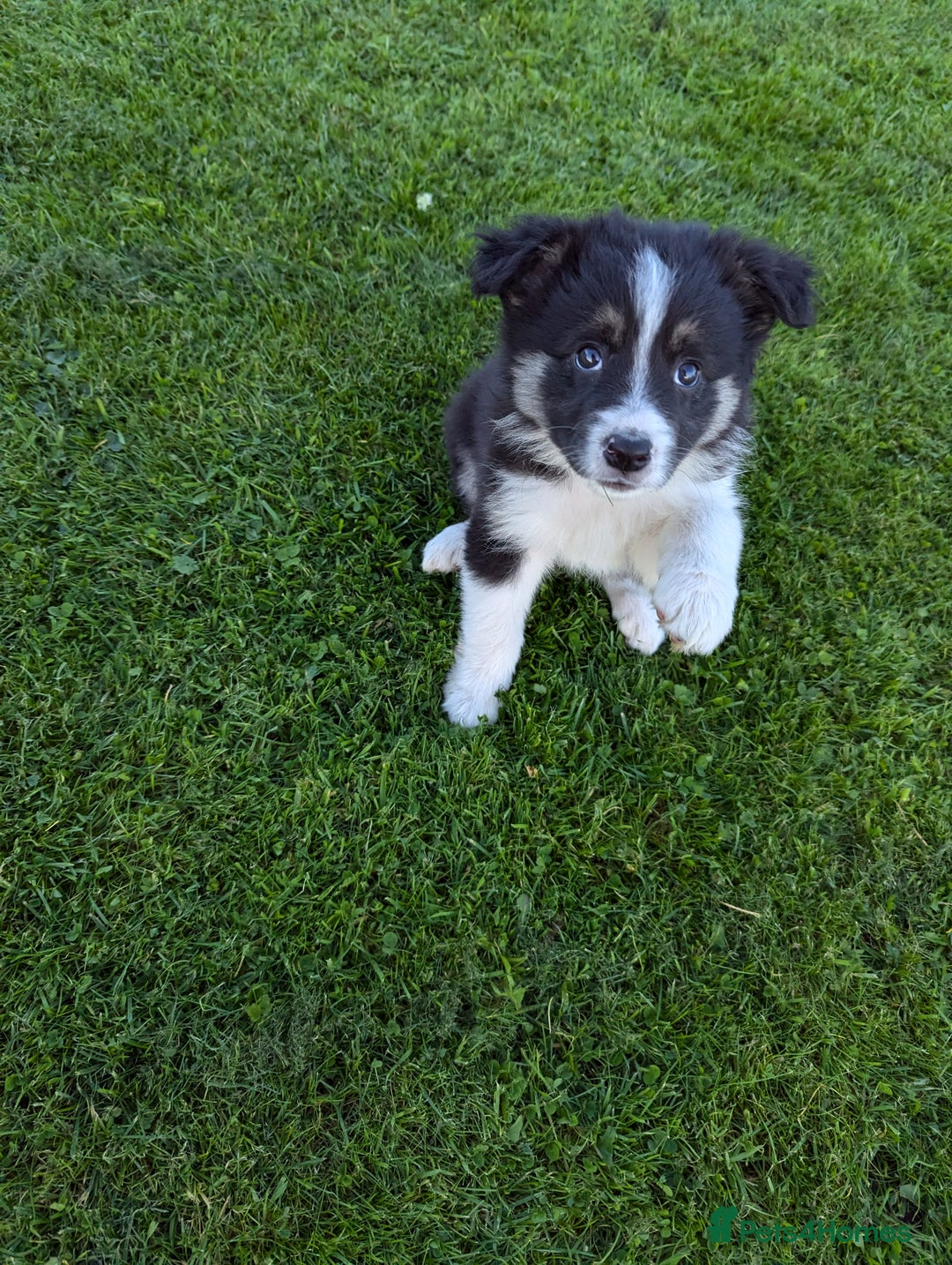 Border Collie dogs for sale: 5 Beautiful Working Border Collie Pups - Image 17