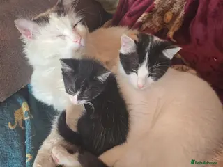 Mixed Breed cats 2 male kittens dsh x ragdoll - Advert 7