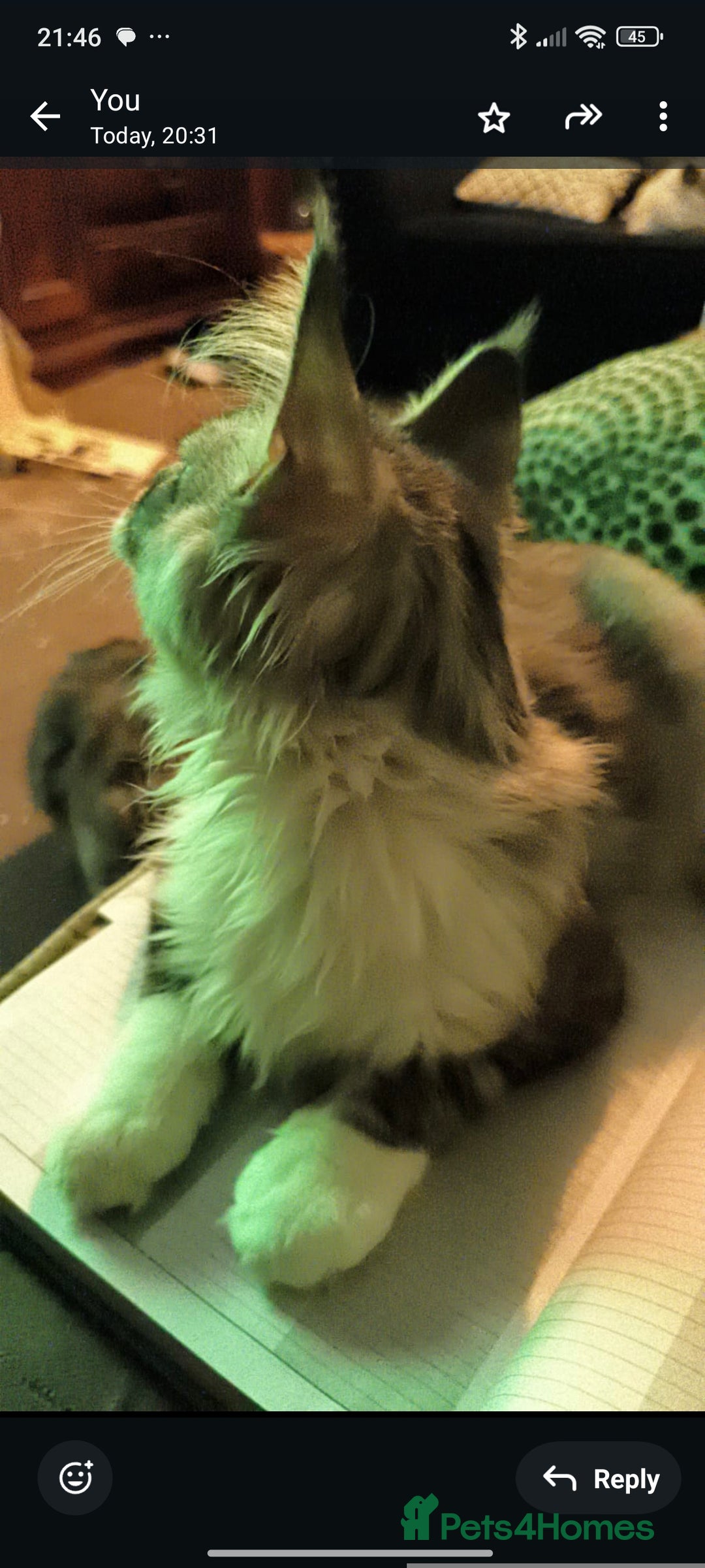 Maine Coon cats for sale: Striking Maine Coon girl - Advert 4