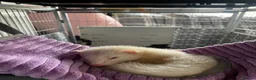 Ferret rodents for sale: 2 young ferrets and cage  - Advert 6