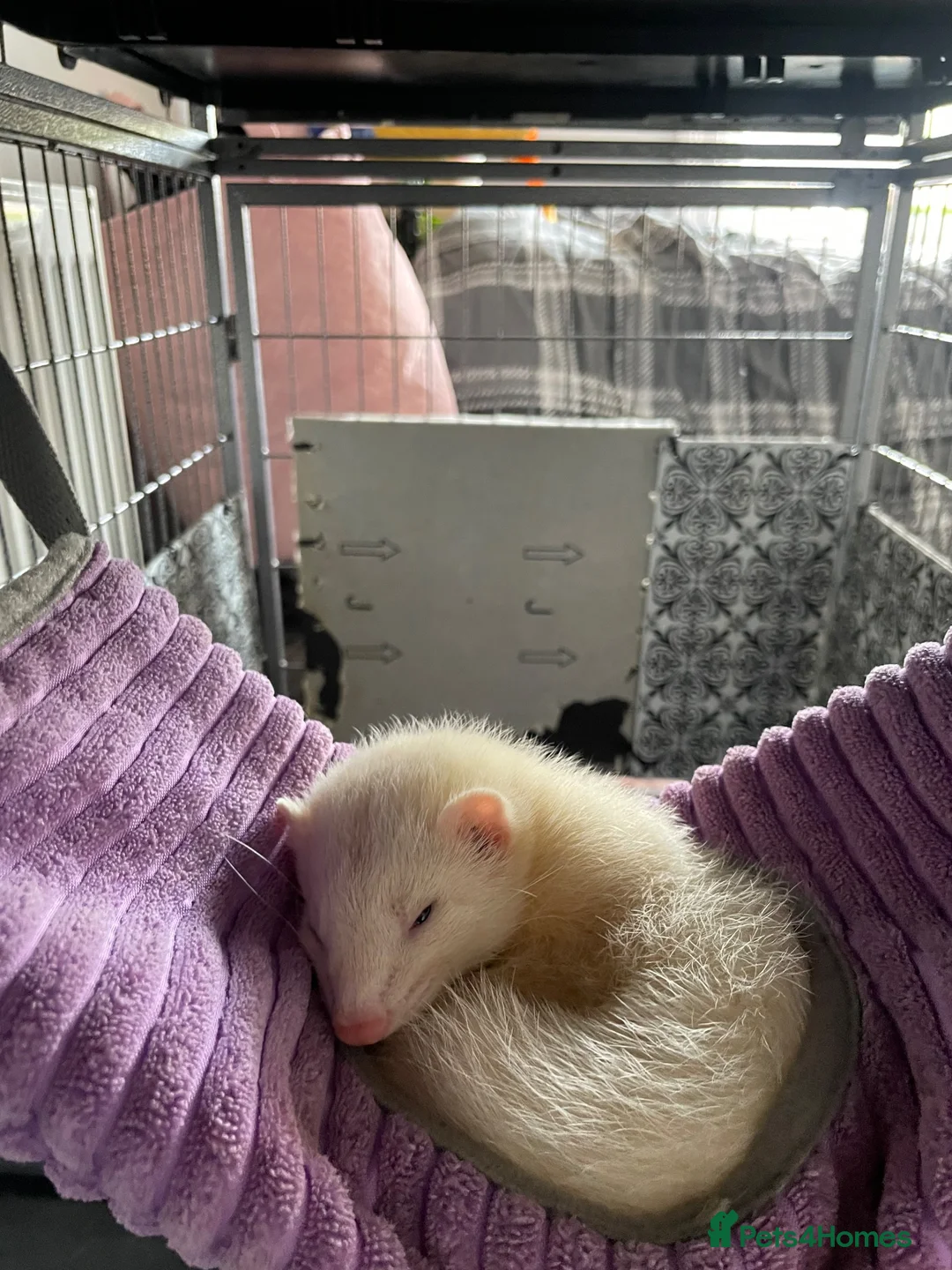 Ferret rodents for sale: 2 young ferrets and cage  - Advert 6