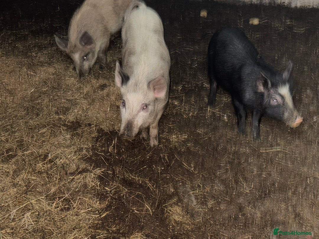 Pig livestock for sale: Heritage Ironage cross pietrain  - Advert 2