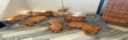 Labrador Retriever dogs for sale: 2 beautiful kc labrador boys  - Advert 10
