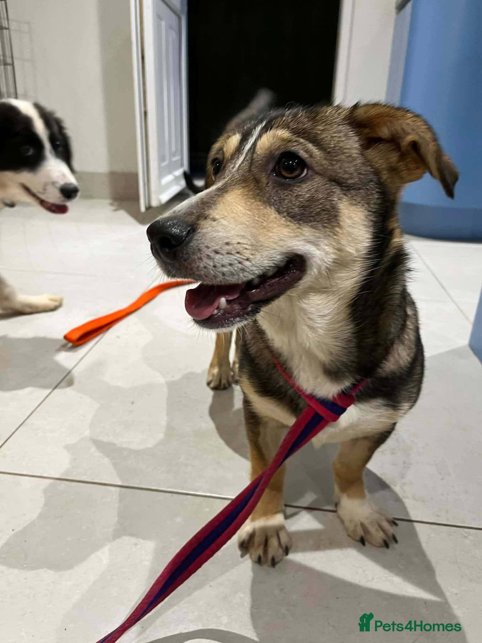 Mixed Breed dogs Tallulah - North Walsham Norfolk  - Advert 3