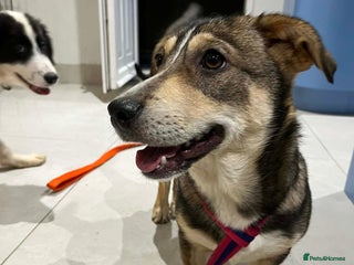 Mixed Breed dogs Tallulah - North Walsham Norfolk - Advert 1