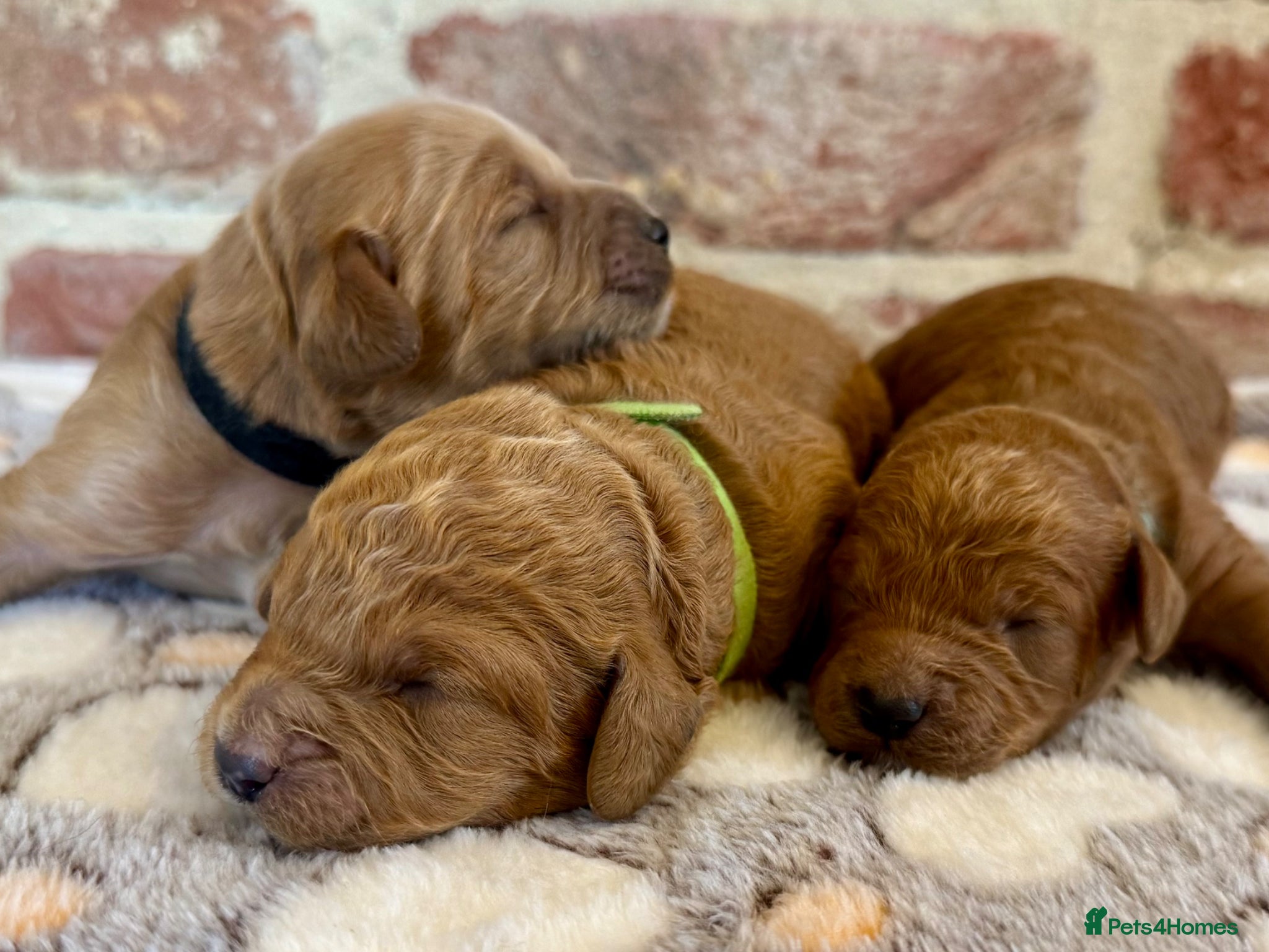 Cavapoo dogs 🐾 F1b male cavapoos 🐾 - Advert 1