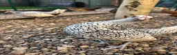 Chickens poultry for sale: 2 Stunning Silver Seabright pullets - Advert 3