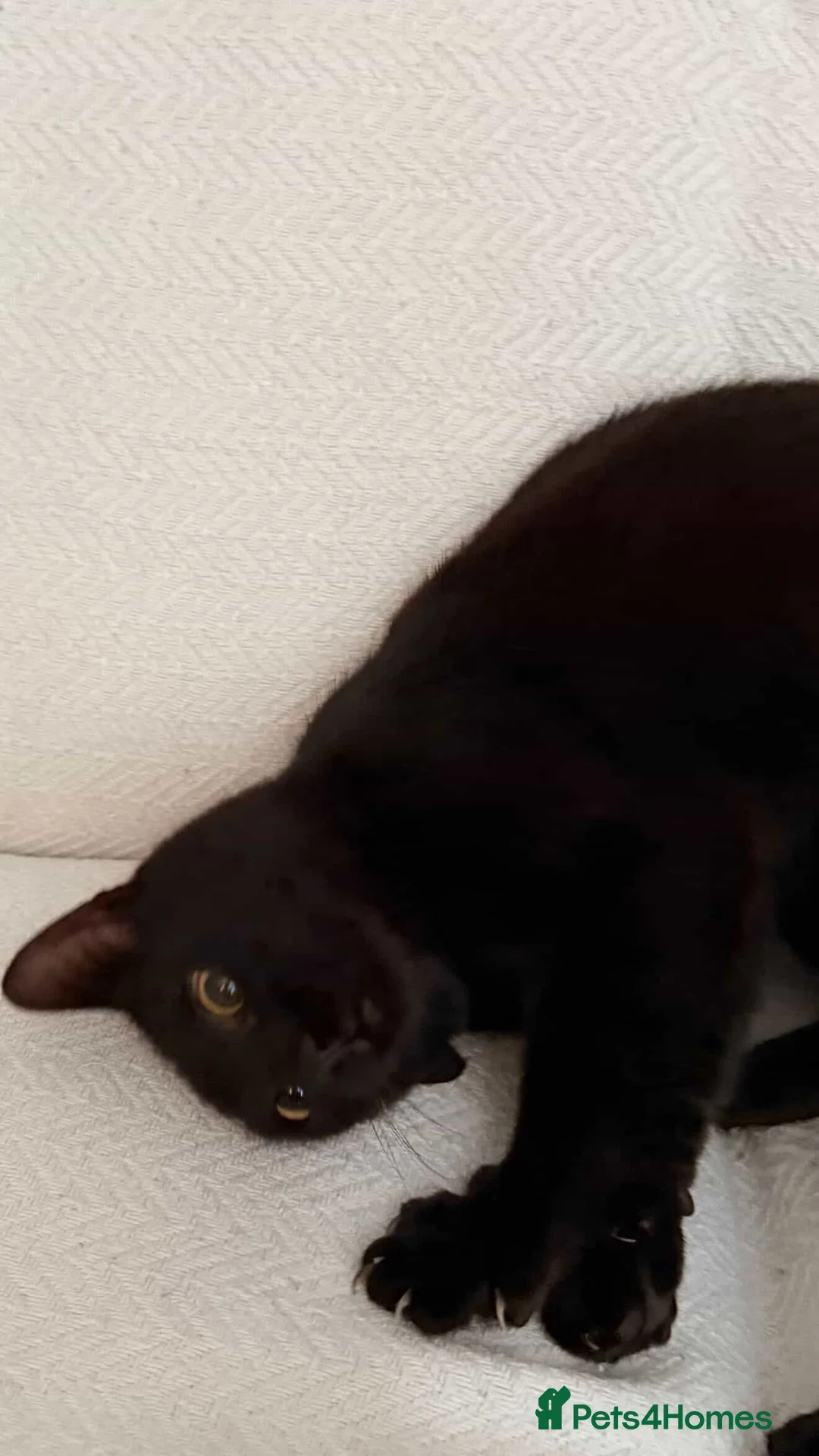 Mixed Breed cats for sale: Mr Miaouth - Advert 3