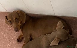 Miniature Dachshund dogs for sale: Kennel club registered chocolate and tan girl  - Image 1