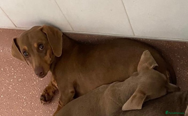 Miniature Dachshund dogs - Advert 1