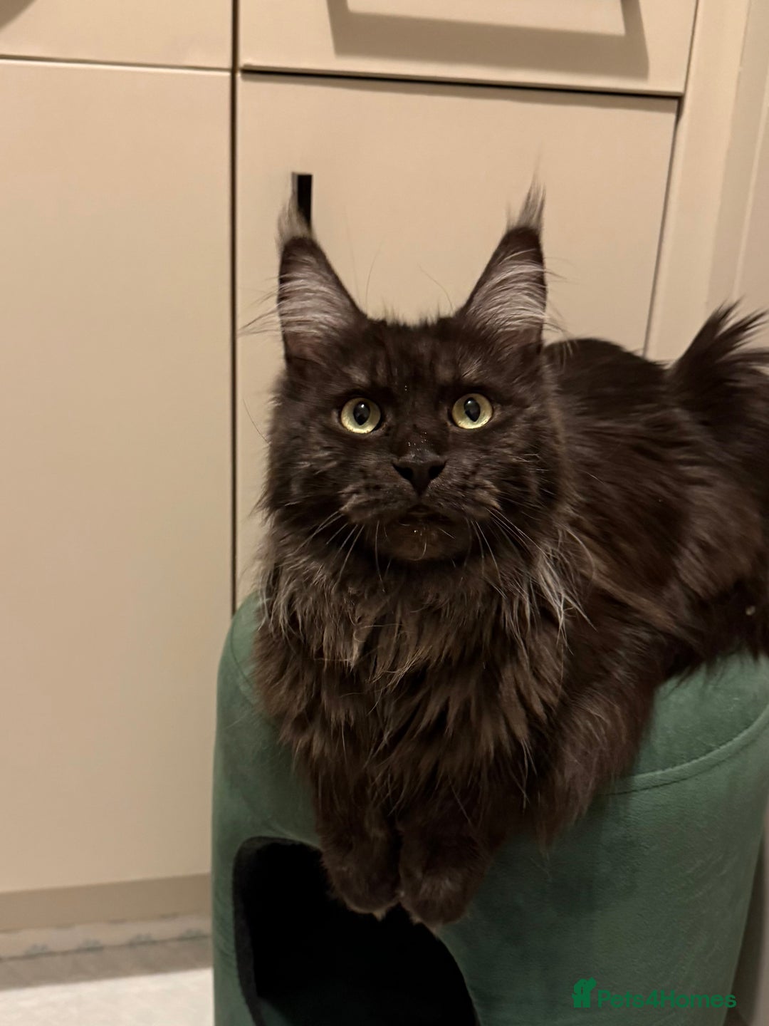 Maine Coon cats for sale: Maine coon kittens - Advert 12