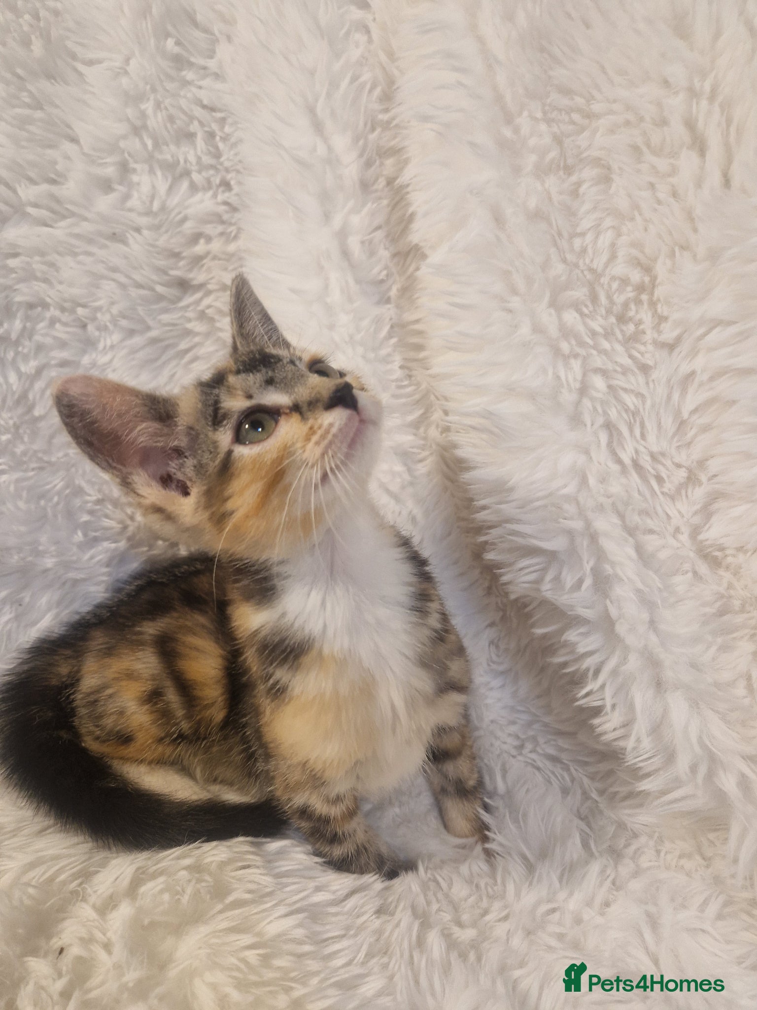 Mixed Breed cats Girl kitten - Advert 9