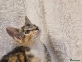 Mixed Breed cats Girl kitten - Advert 9